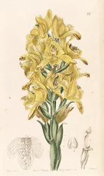 Chloraea piquichen
